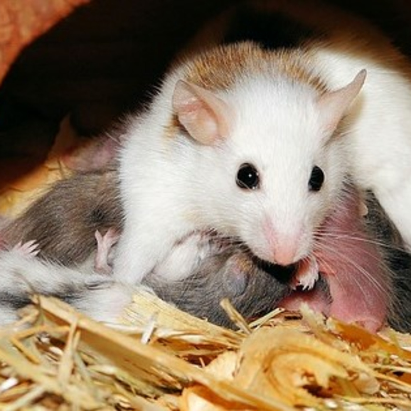Animal-Free Science Advocacy