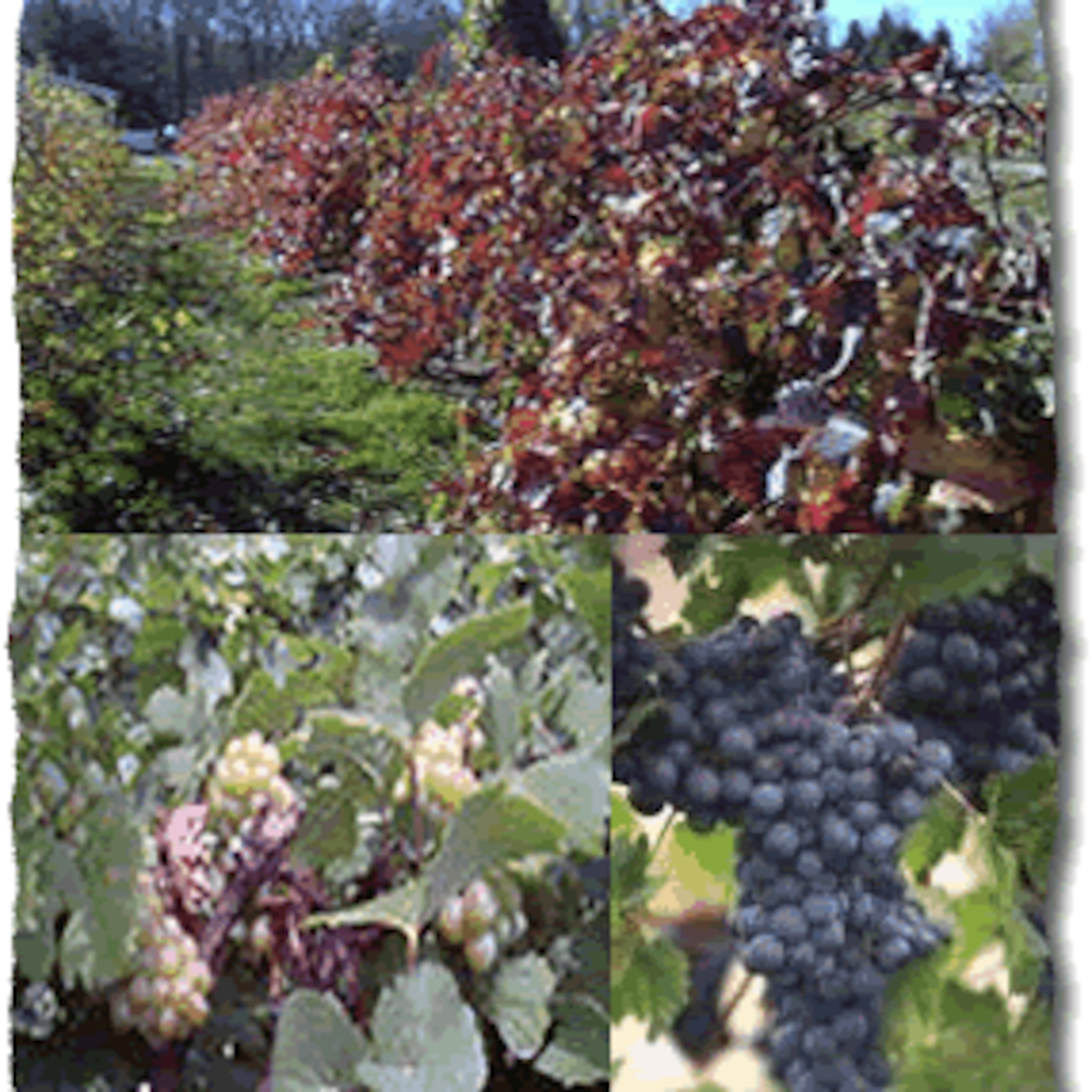 WHO OWNS THE VINEYARD?