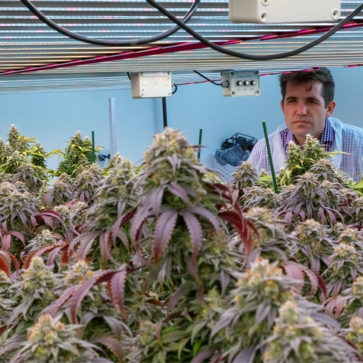 #19 - Horticultural Lighting Ripe for LED? episode artwork