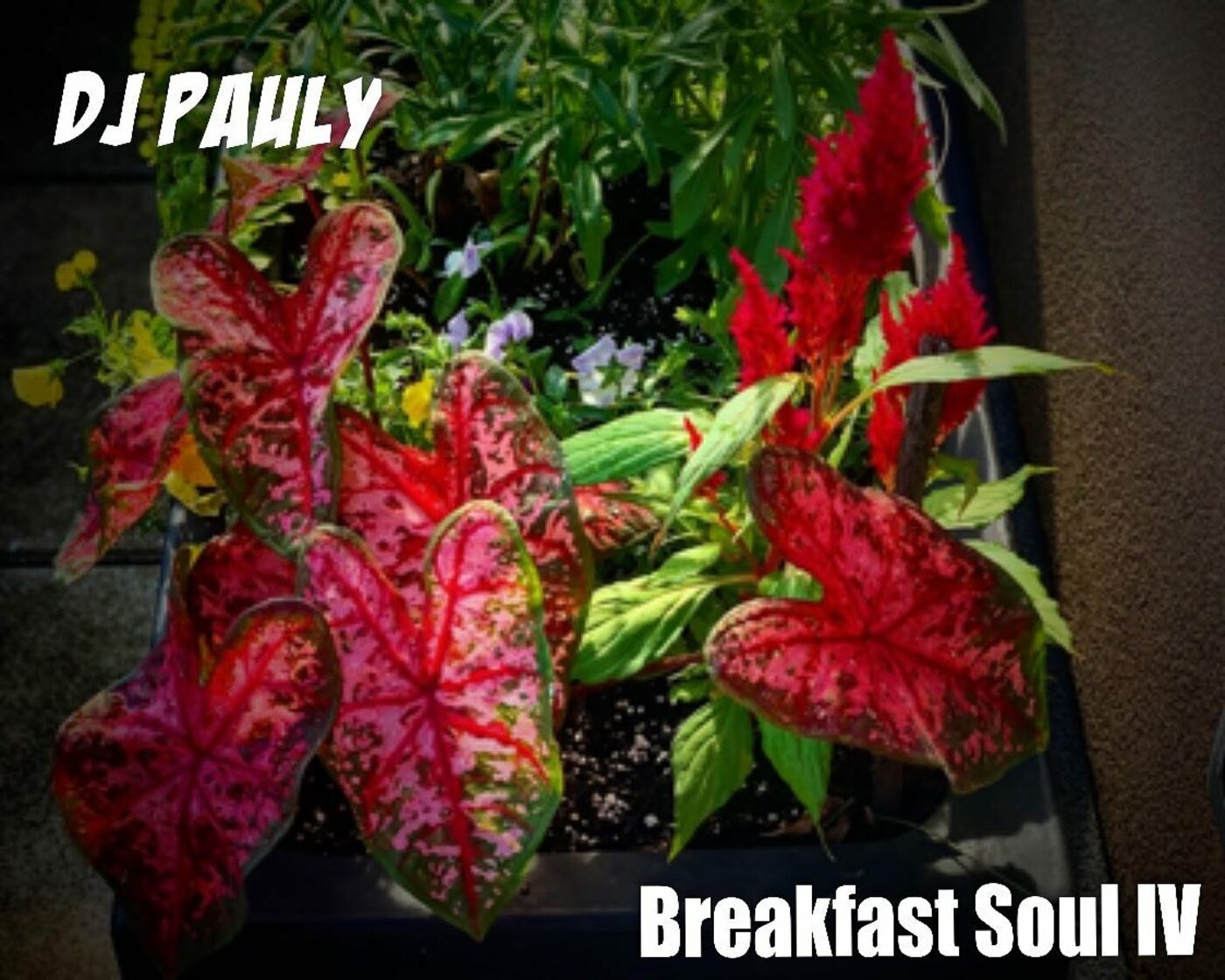 DJ Pauly\'s Deep House Lounge