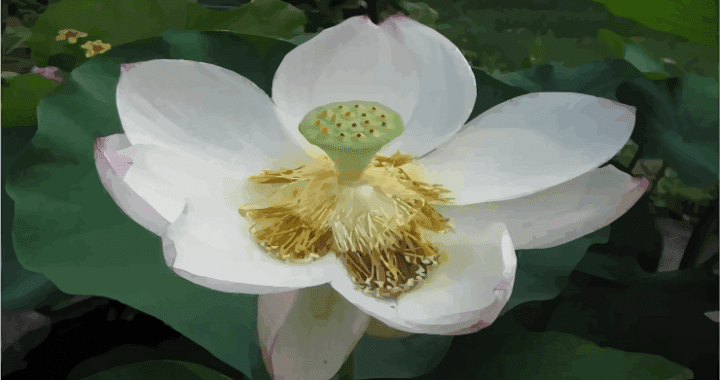 Episode 268: Let the Lotus Bloom Naturely