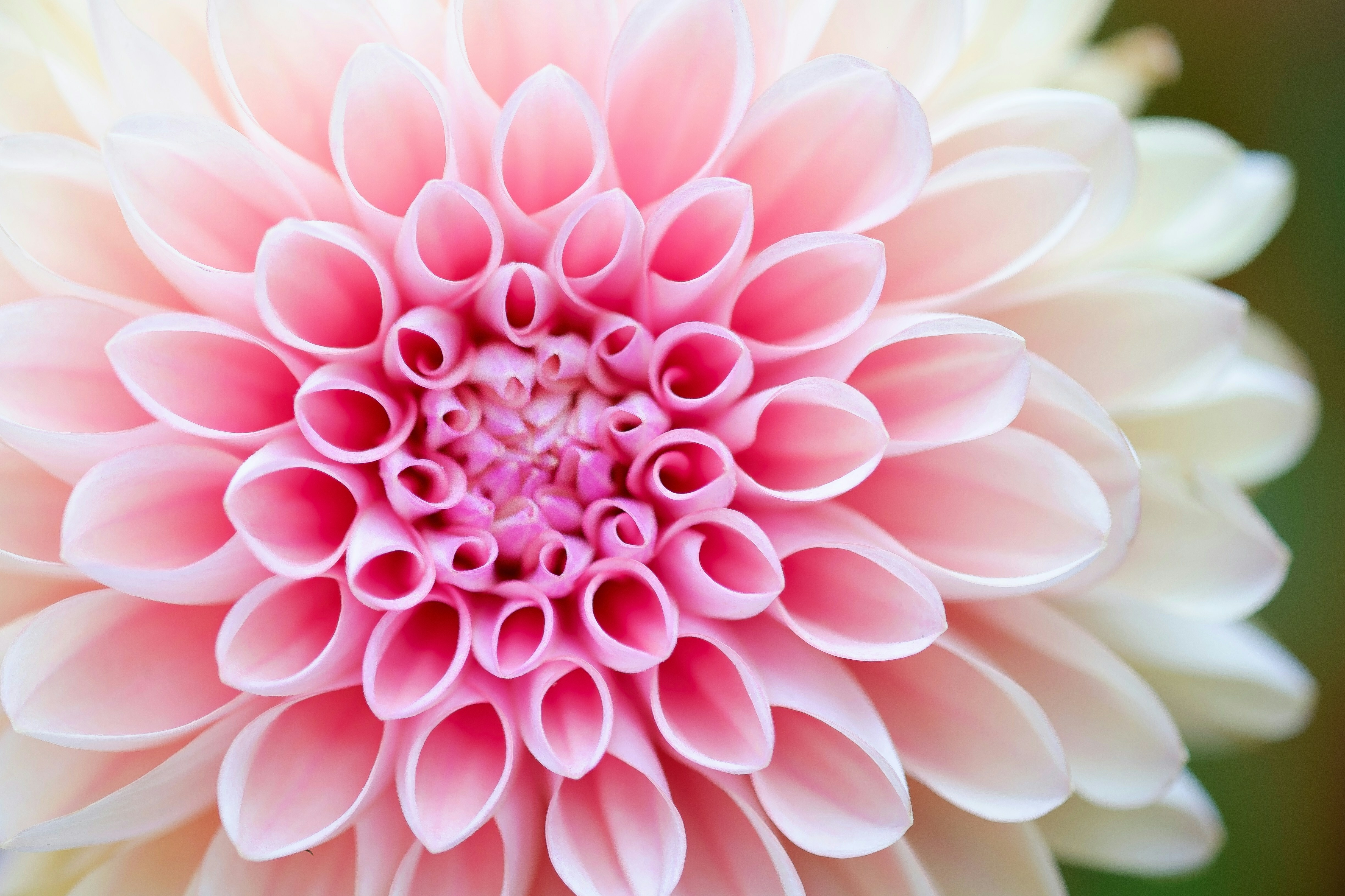 Episode 262: The Precepts, Actuality and Flowering of Being
