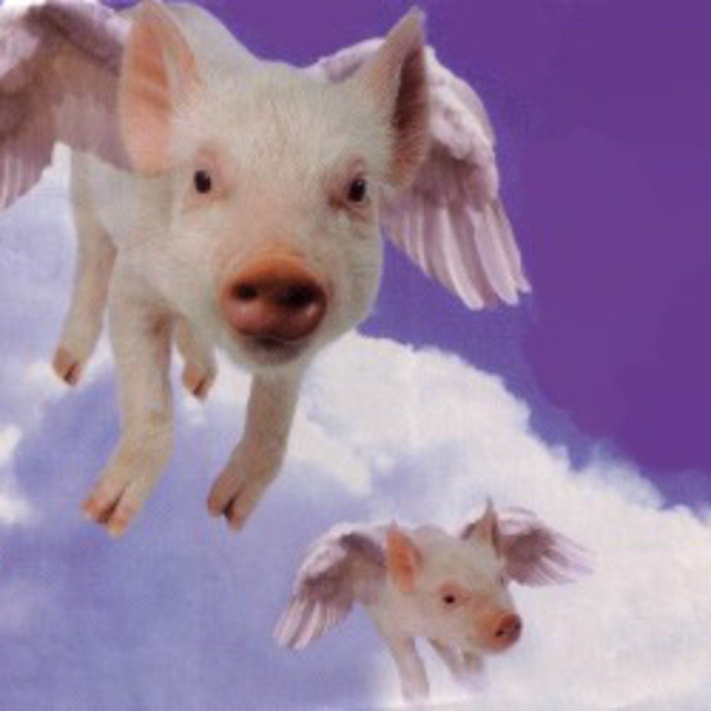 Flying with the pigs!