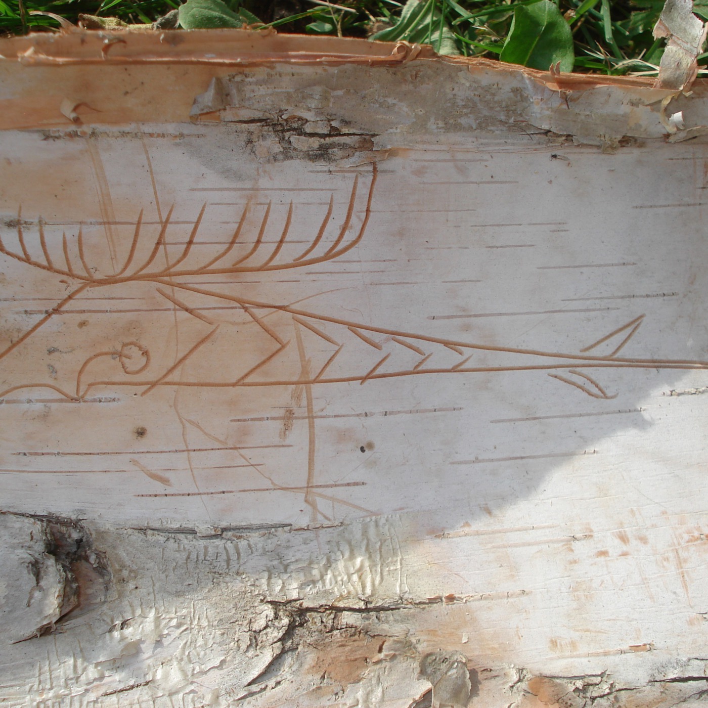 Ojibwemodaa Podcast
