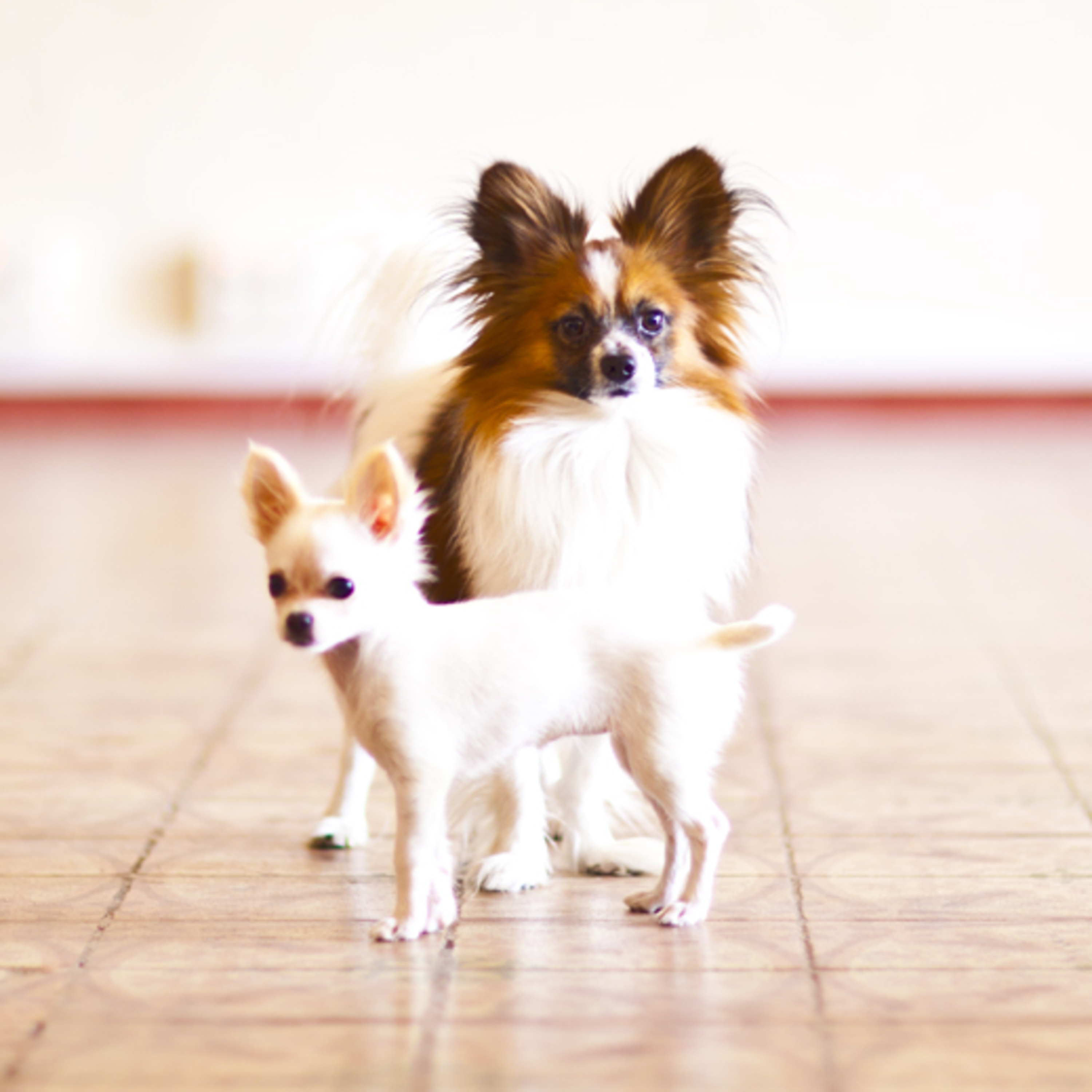 Monday Morning Mojitos