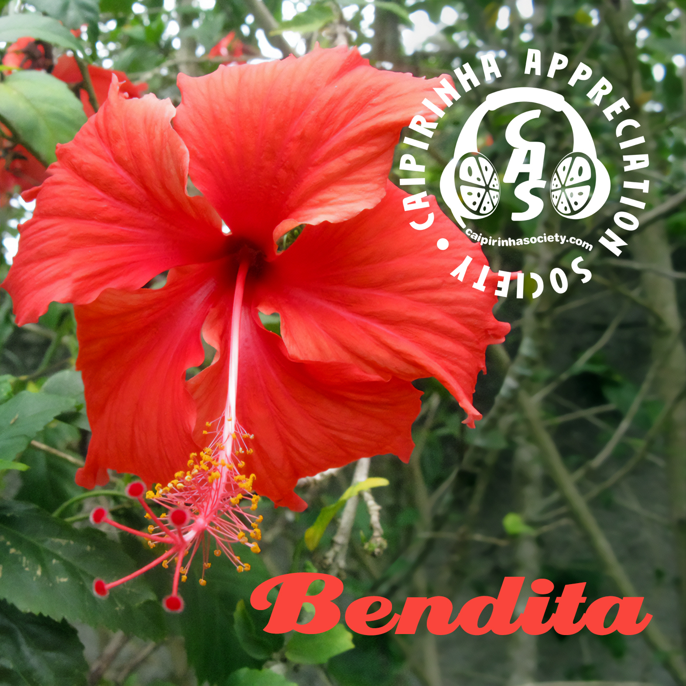 Caipirinha Appreciation Society: Brazilian music beyond the clichés