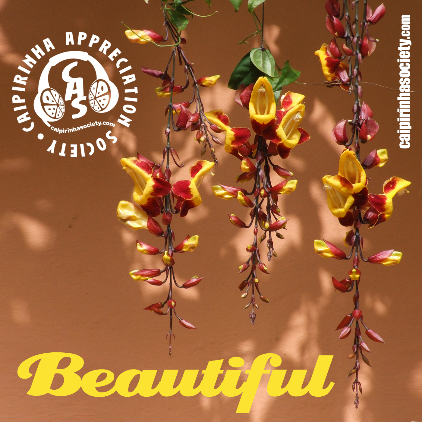 Caipirinha Appreciation Society: Brazilian music beyond the clichés