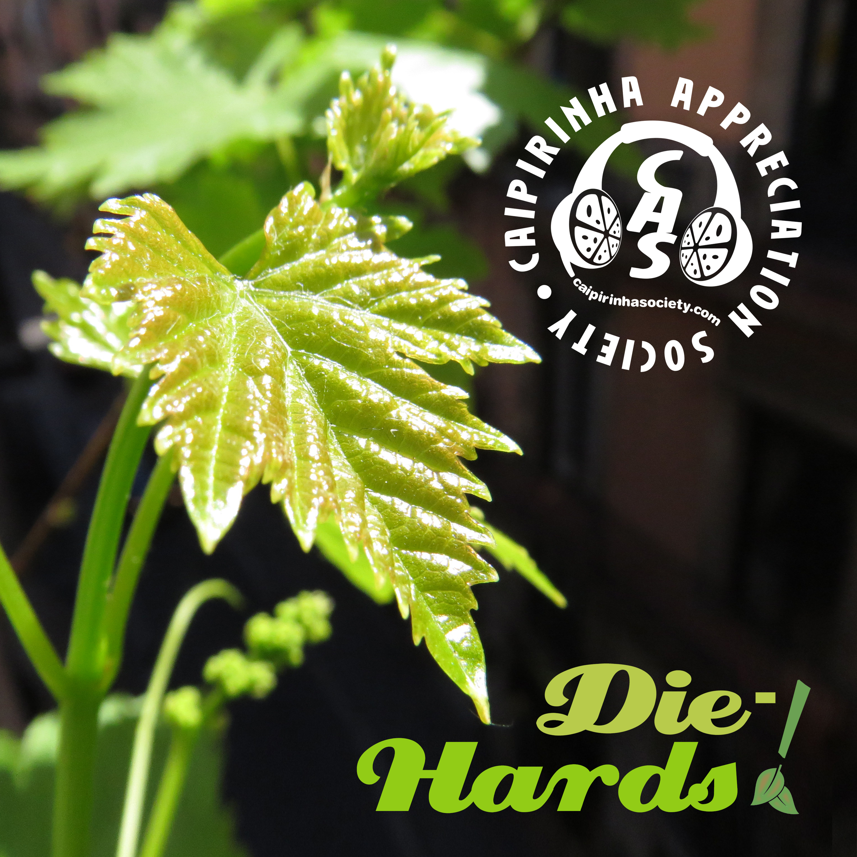 Caipirinha Appreciation Society: Brazilian music beyond the clichés