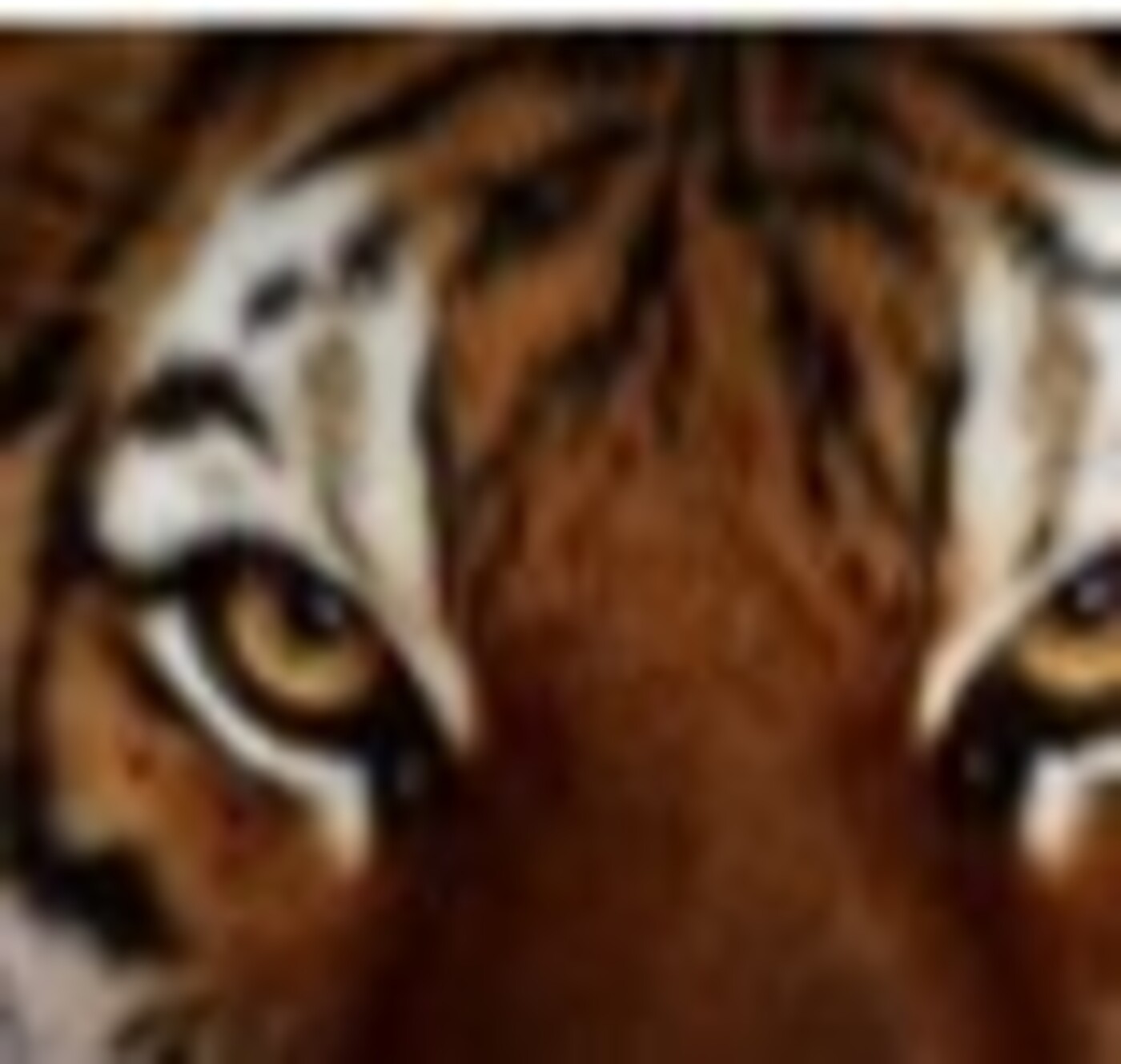 Tigers HL84 episode artwork