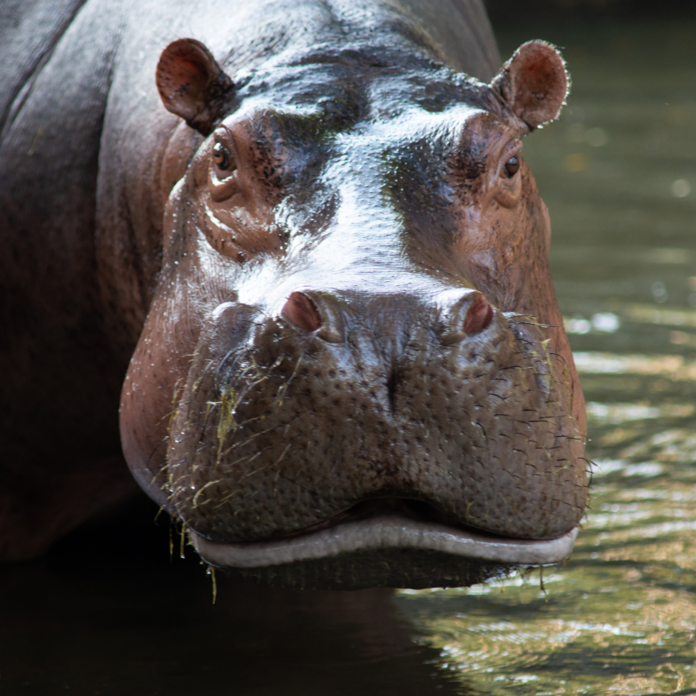 Episode 386: Hippo Critical HL386 episode artwork