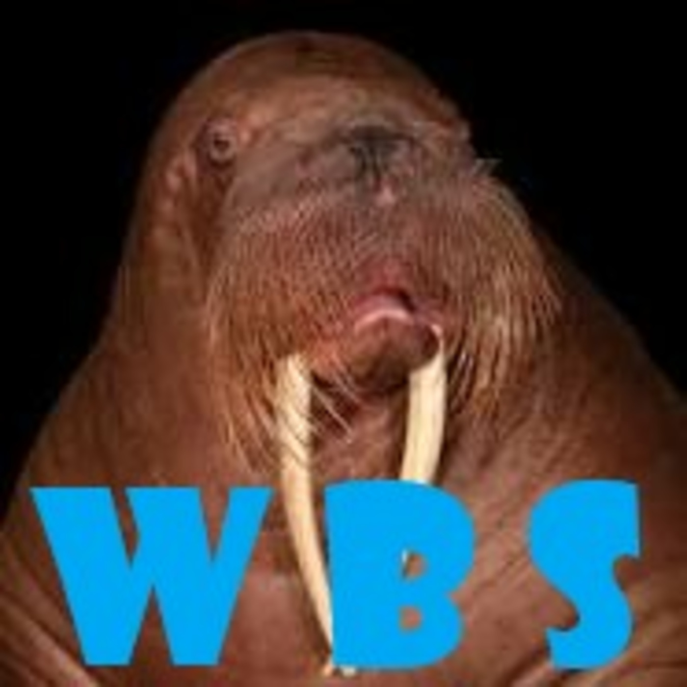 Episode 1459: What's Bruin Show - The Walrus Returns... For Good?