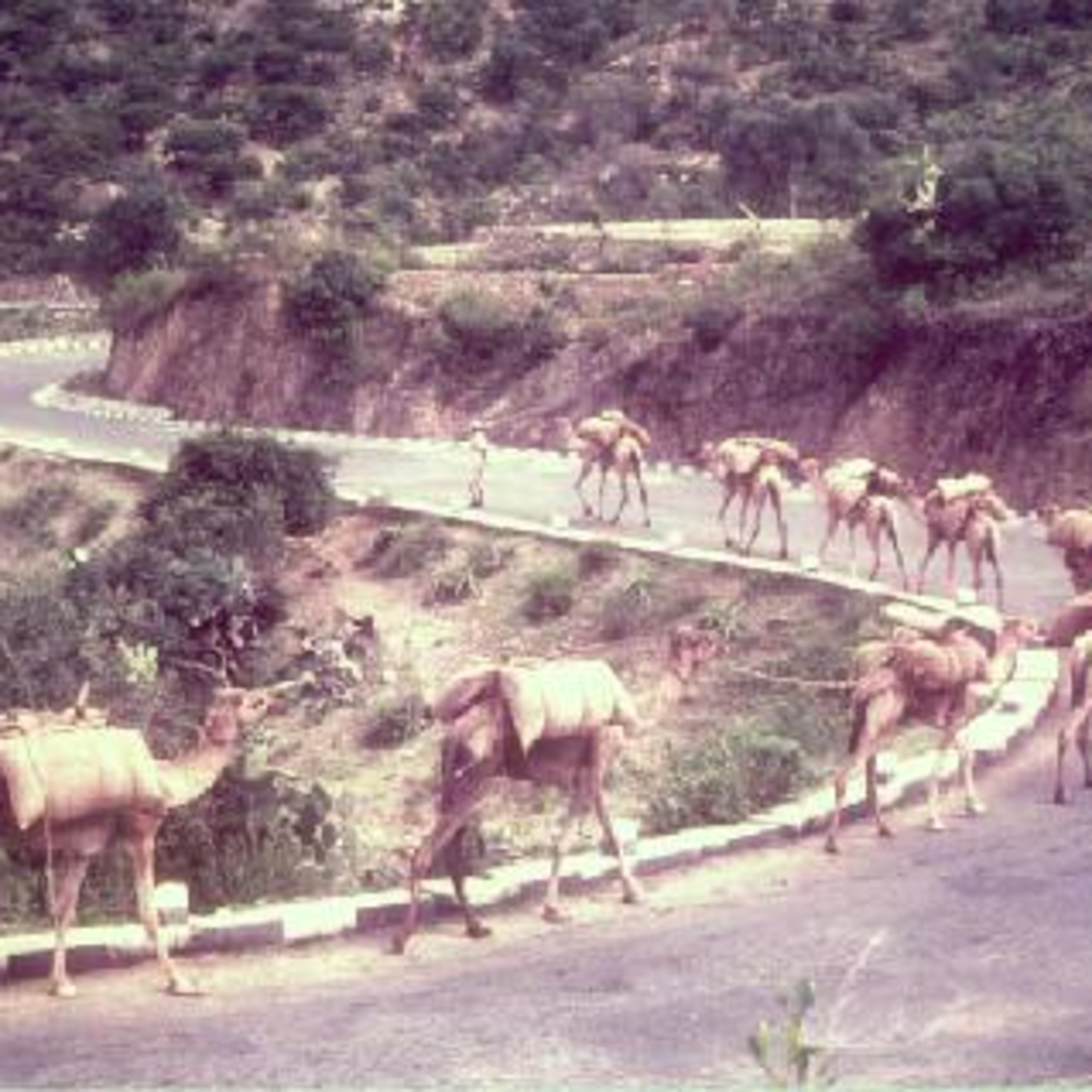 HORN AFRICA SONGS FROM ERITREA ETHIOPIA SUDAN & SOMAL PRODCAST FROM WINNIPEG MANITOBA:ERITREA