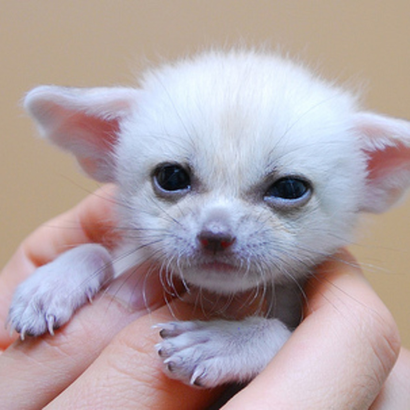 Small Furry Pets