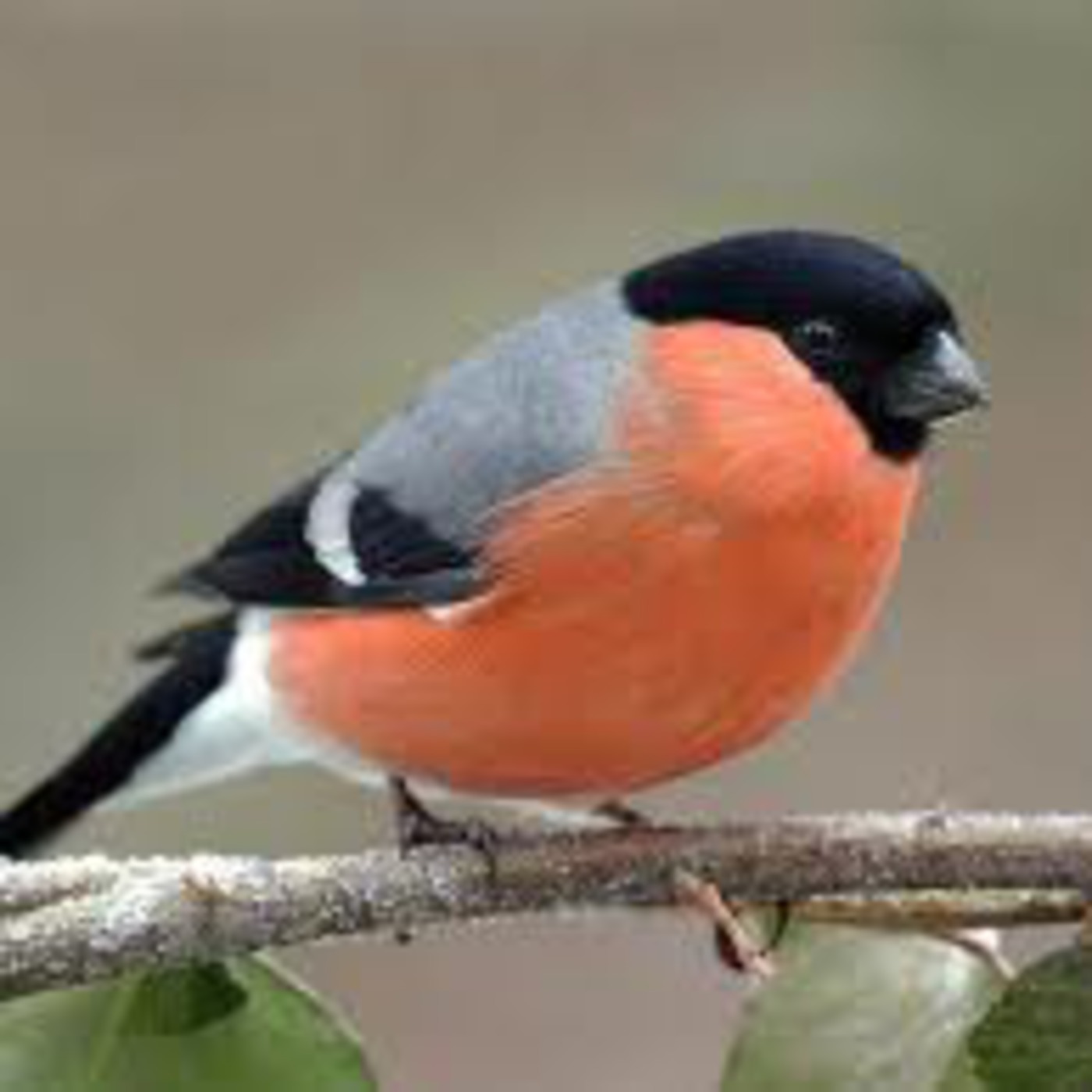 I like birds