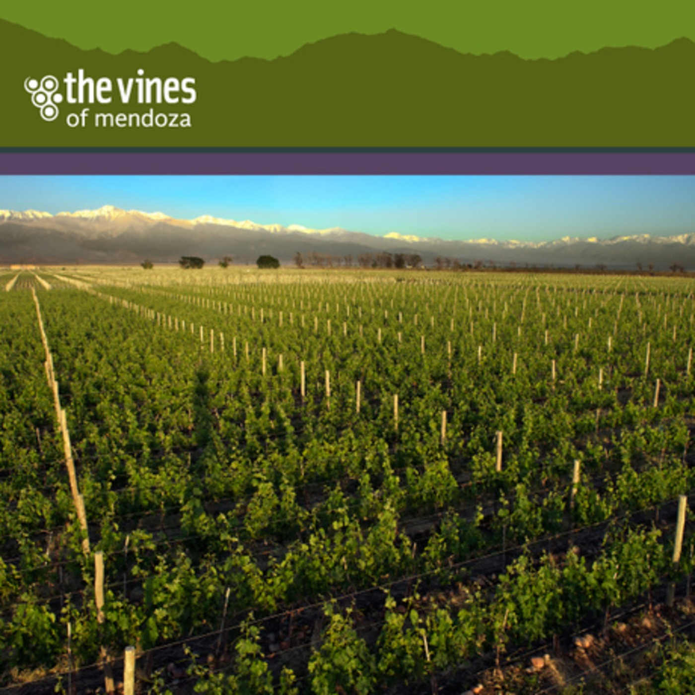 The Vines of Mendoza: Adventures in Winemaking