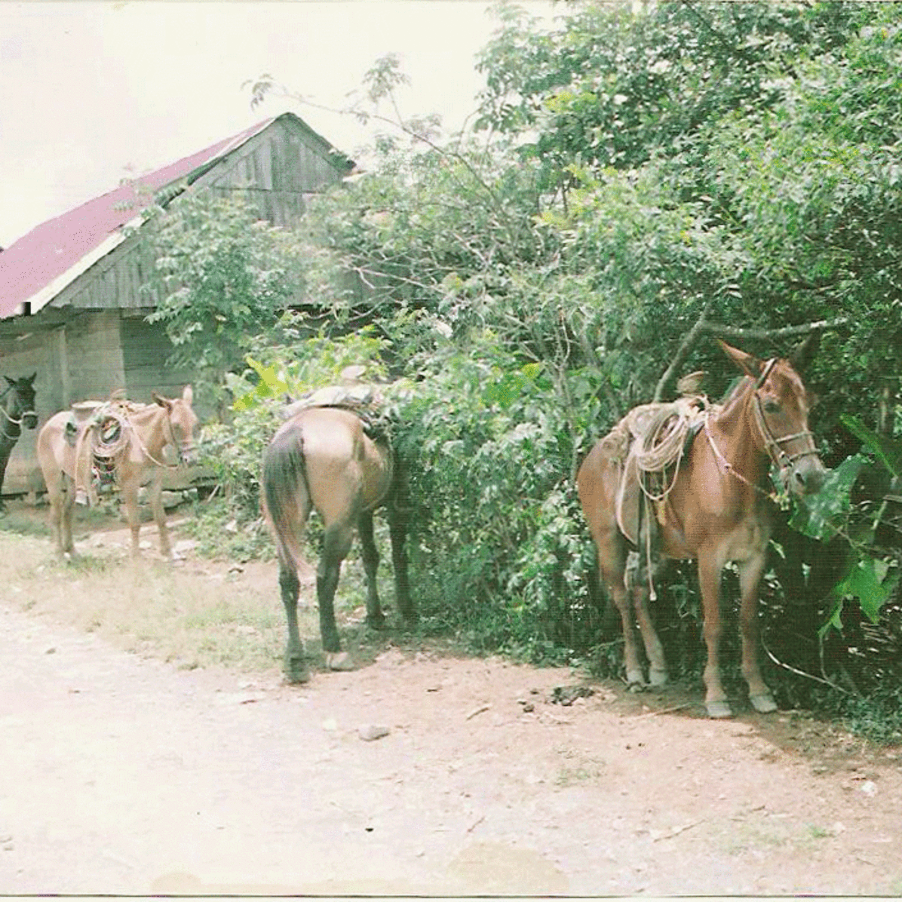 Tierra Prometida