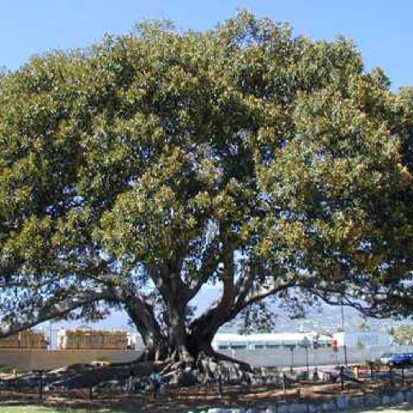 Your Kingdom Come: 04 The fig tree blossoms